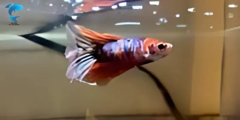 koi betta