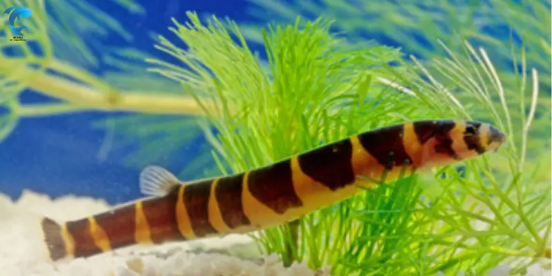 kuhli Loach