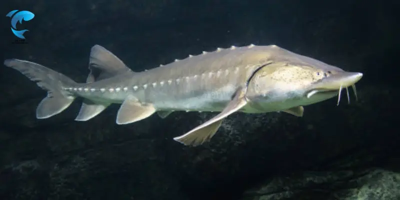largest catfish in north america