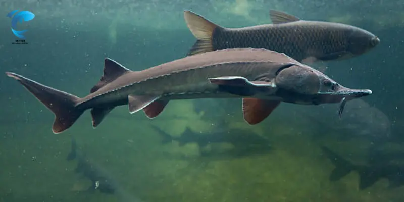 largest freshwater fish ever caught