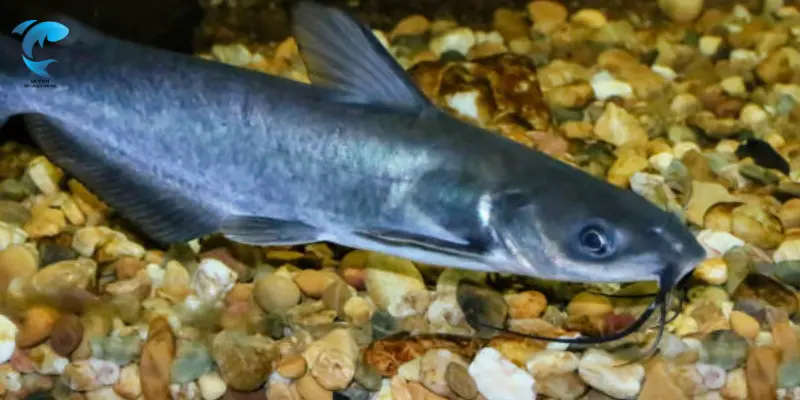 channel catfish