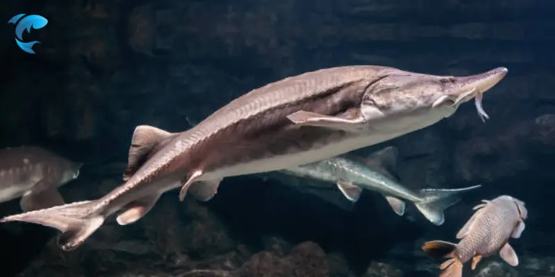 top 10 largest freshwater fish in north america