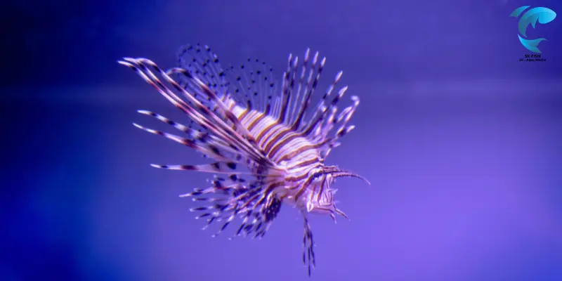 lionfish