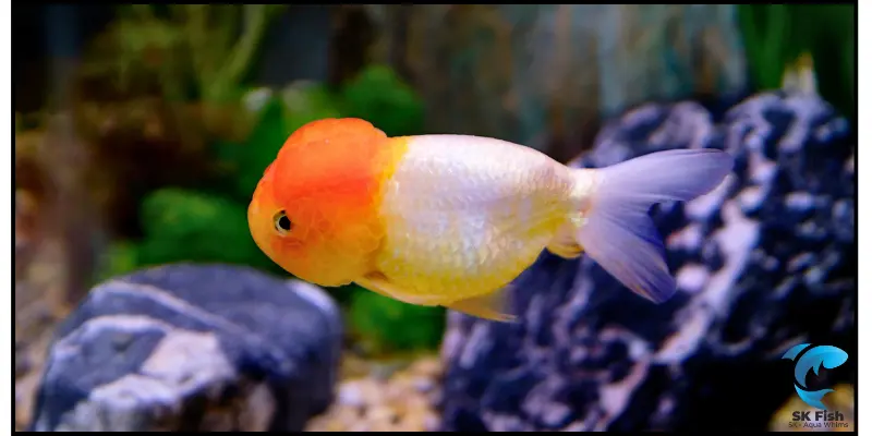 lionhead goldfish care