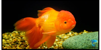 Lionhead Goldfish Care Guide: Tank Setup, Diet, & More