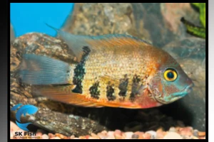 Lyonsi Cichlid | Complete Aquarium Care Guide 