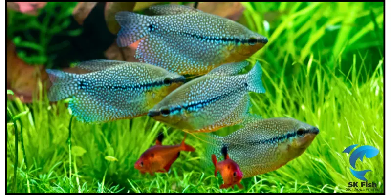 Male vs Female Pearl Gourami | How to Identify & Care Guide