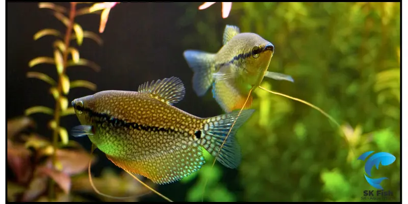 male vs female pearl gourami