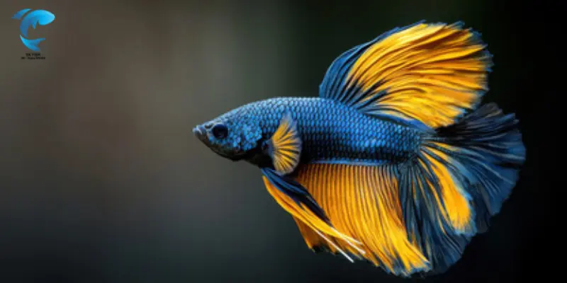 mustard gas betta