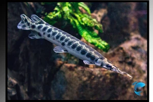 Garfish Facts | Habitat, Distribution & Fishing Techniques