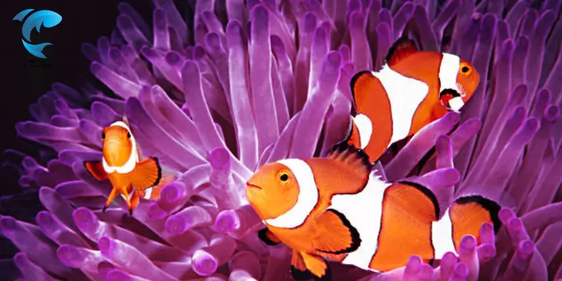 ocellaris clownfish