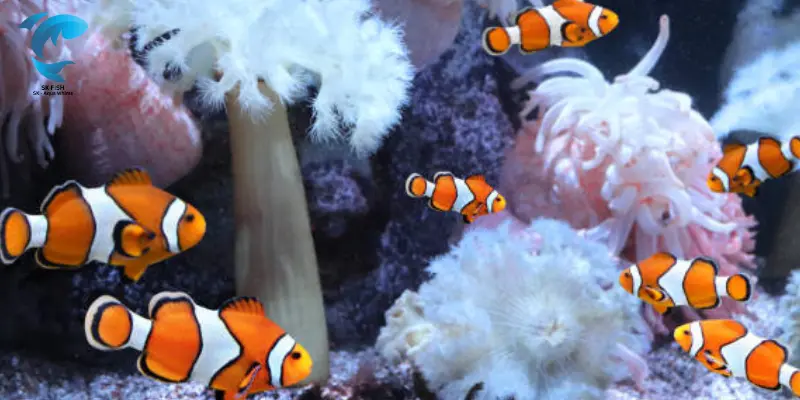 ocellaris clownfish color morphs