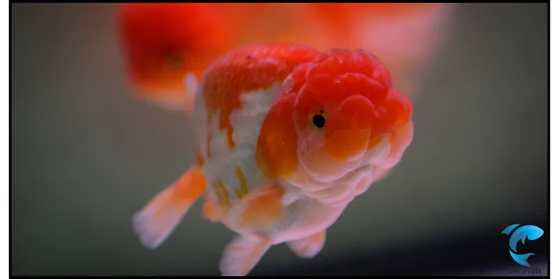 oranda fish