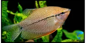 Pearl Gourami