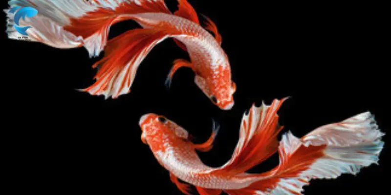 plakat betta