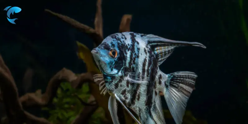 planted angelfish aquarium