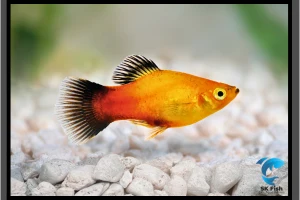 Mesmerizing World of Sunset Platy – Complete Care Guide