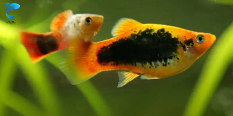 platy fish