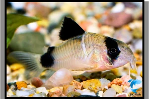 Captivating Corydoras Hastatus | Complete Care Guide