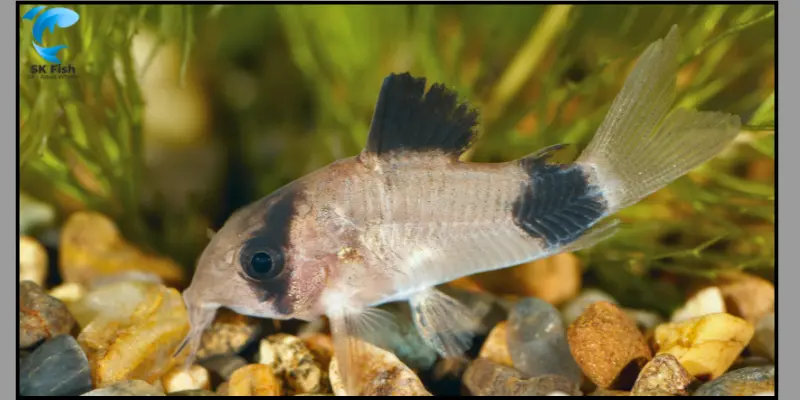 pygmy corydoras