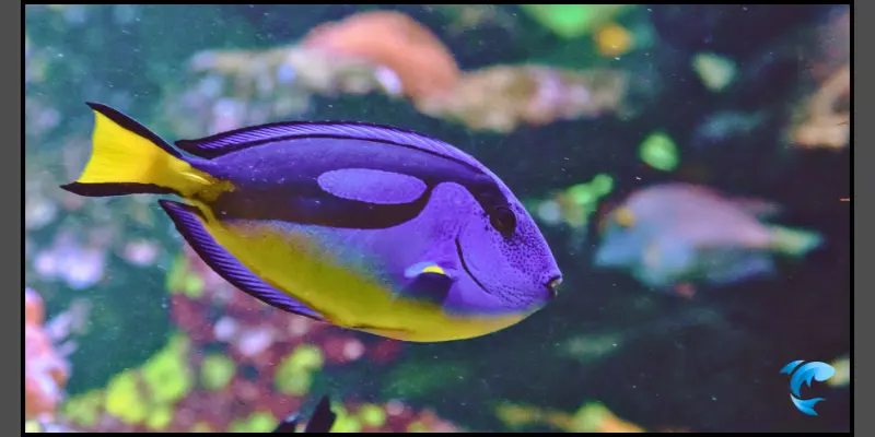 regal blue tang