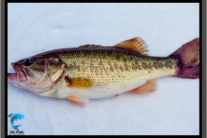 The Untold Story of Striper Fish You Need to Know