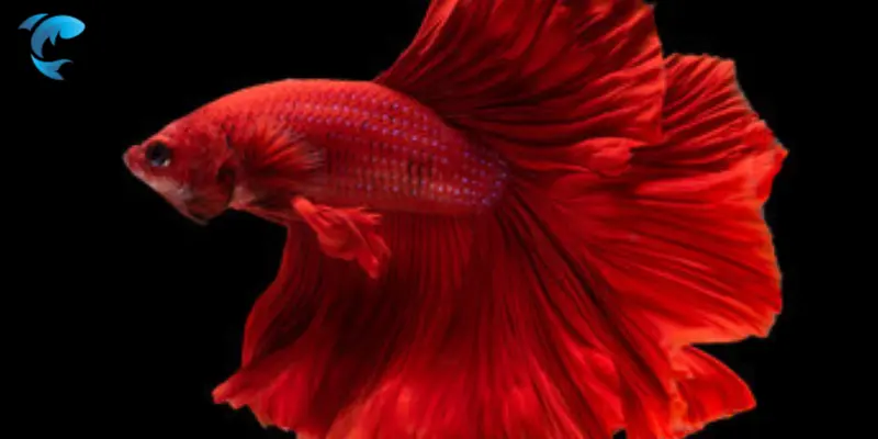 rosetail betta