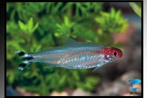 Rummy Nose Tetra | Complete Aquarium Care Guide