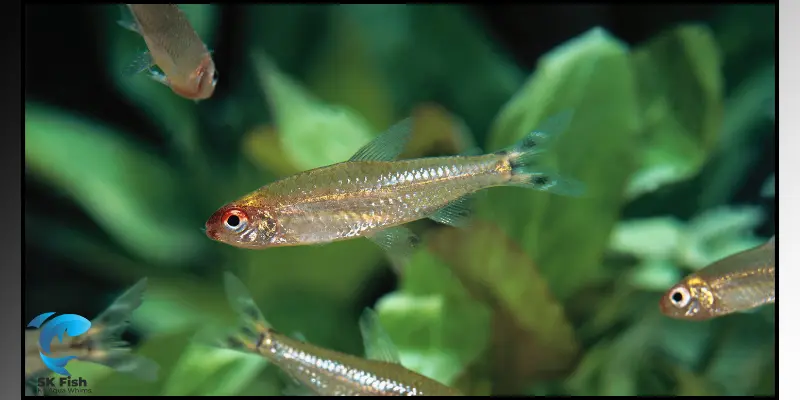 rummynose tetra