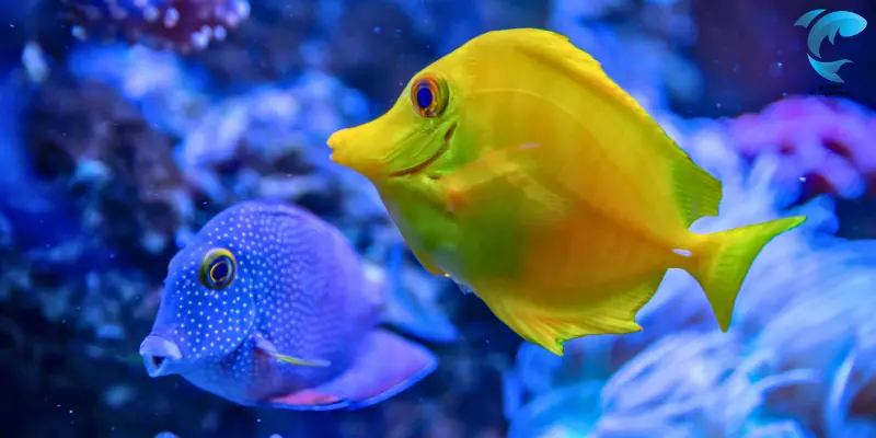 saltwater fish