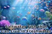 What Saltwater Fish Can Live in Freshwater? Top 10 List