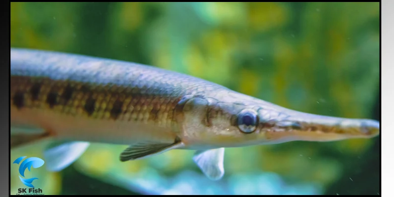 saltwater garfish