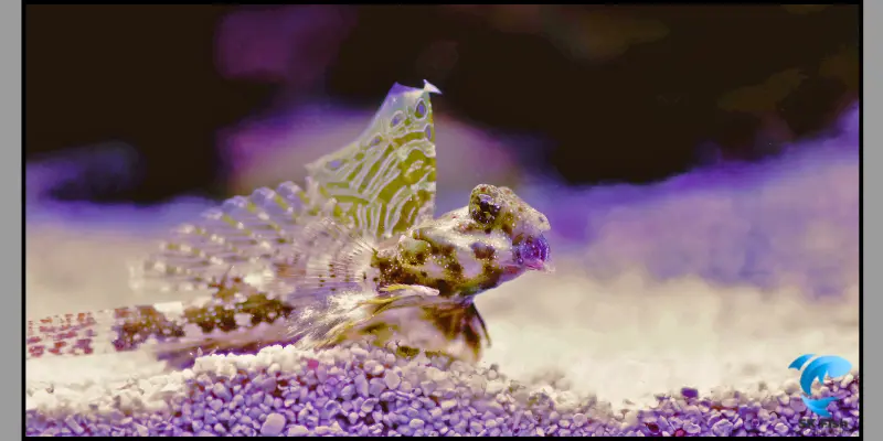 scooter blenny