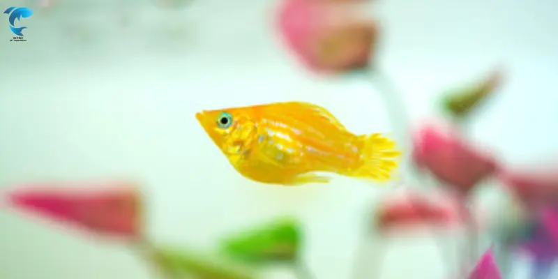 short finned molly