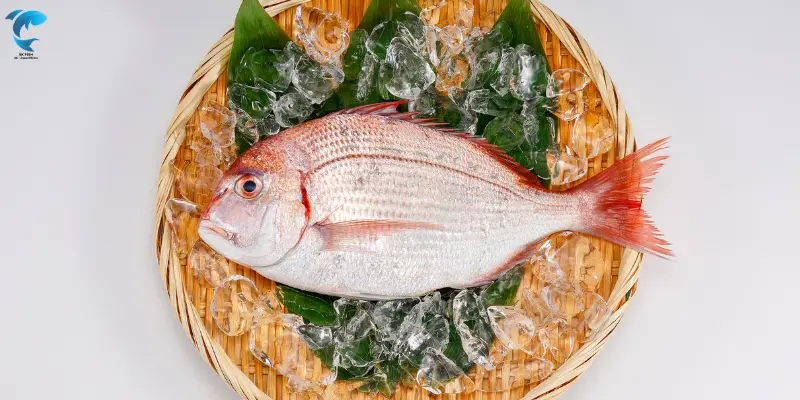snapper fish recipe