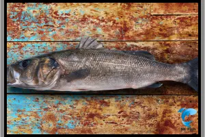 Robalo Fish | Exploring Its Habitat, Behavior & Fishing Methods