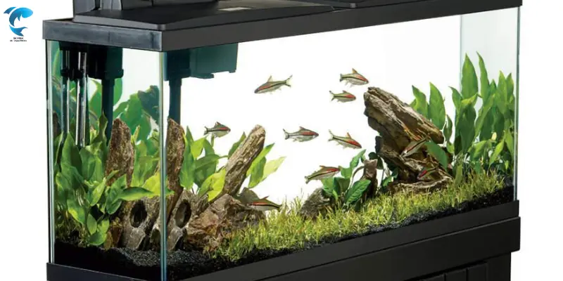 stocking ideas for freshwater fish tank