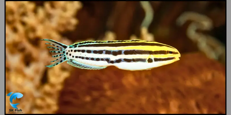 striped blenny