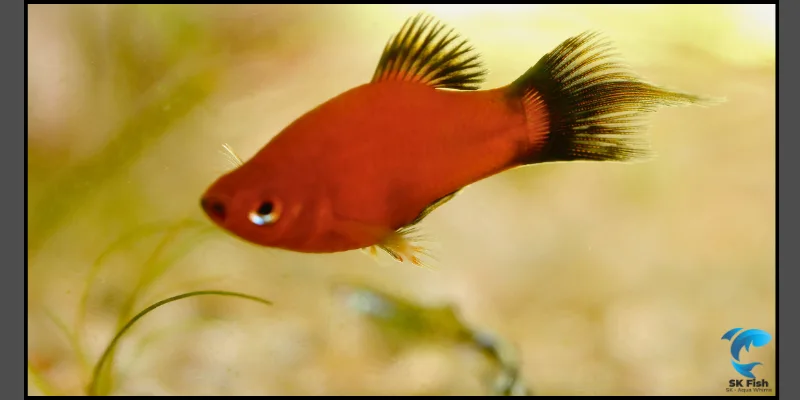 sunburst platy