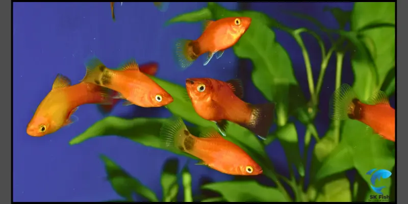 sunset platy