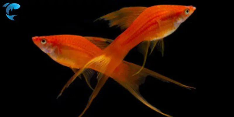 swordtail fish
