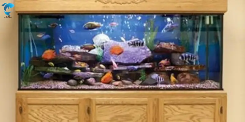tank setup ideas