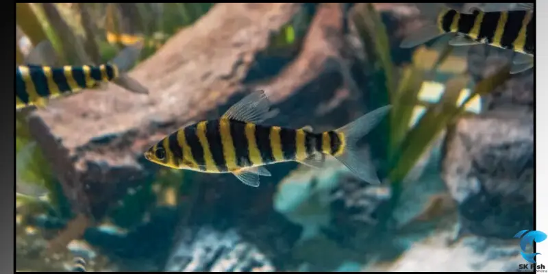 tiger knife fish