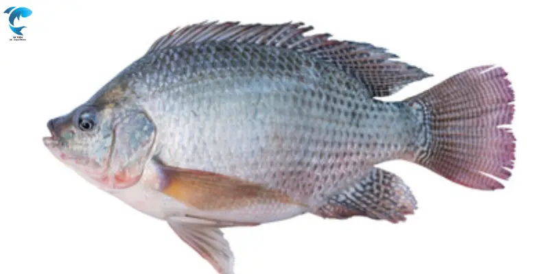 Tilapia