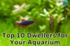 Top 10 Fish That Stay at the Top of the Tank (2025) - Post Thumbnail