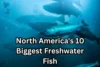Discover the Top 10 Largest Freshwater Fish in North America - Post Thumbnail