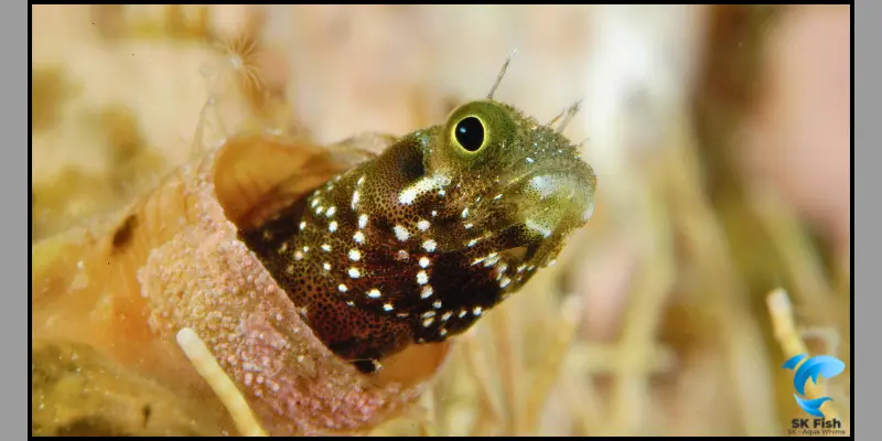 tufted blenny