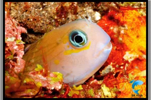 Types of Blenny Fish | A Journey of Unique Varieties Blenny