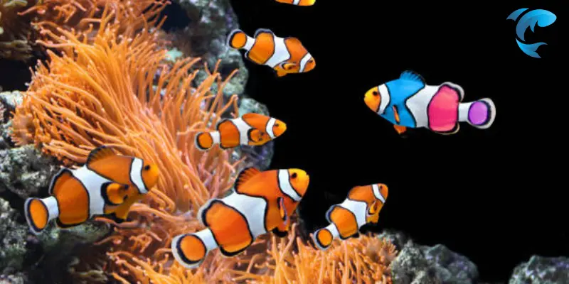 types of clownfish