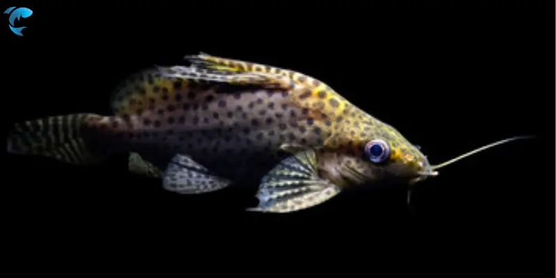 up side down catfish